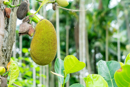 Jackfruit Tree and young Jackfruitsの写真素材