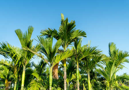 Areca palm or Areca nut tree is known as areca nut palm, betel palm, betel nut palm against the blue sky.の写真素材