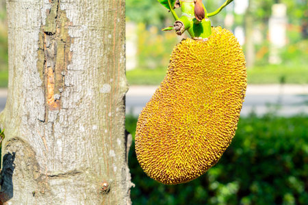 Jackfruit Tree and young Jackfruits