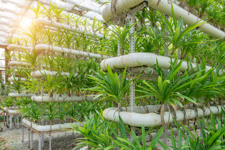 China's Hainan Island is located in the tropics, and the picture shows orchids cultivated in greenhousesの写真素材