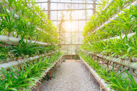 China's Hainan Island is located in the tropics, and the picture shows orchids cultivated in greenhousesの写真素材
