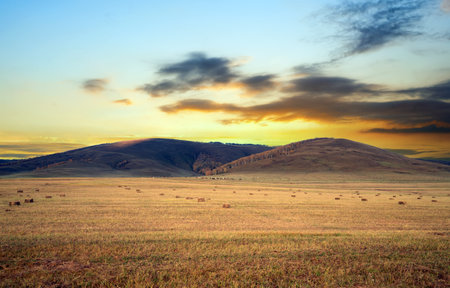 Grassland and birch forest, Inner Mongolia, China.の写真素材