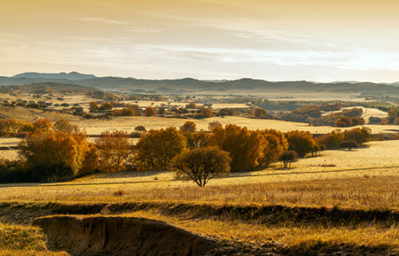 Grassland and birch forest, Inner Mongolia, China.の写真素材