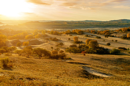 Grassland and birch forest, Inner Mongolia, China.の写真素材