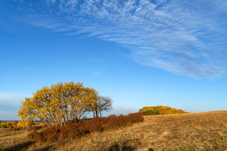 Grassland and birch forest, Inner Mongolia, China.の写真素材