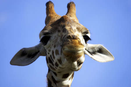 Smiling giraffeの写真素材