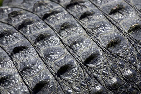 Alligator skin everglades state national park florida usaの写真素材