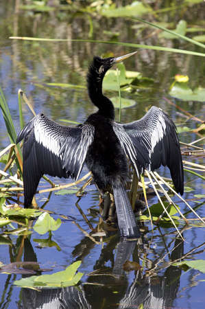Anhinga bird everglades state national park florida usaの写真素材