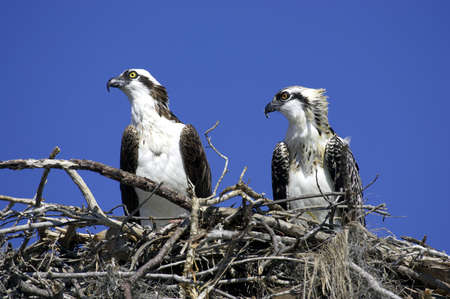 Osprey in nestの写真素材