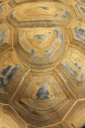 Giant tortoise shell