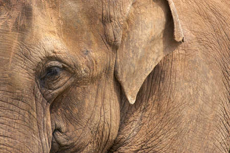 Elephant headの写真素材