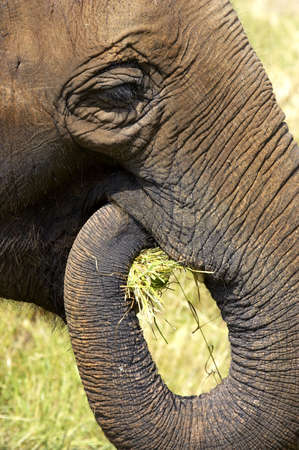 Elephant headの写真素材