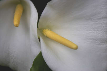 White flower and yellow stamen kew botanical gardens Londonの写真素材