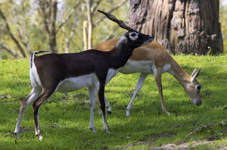 Male and female blackbuck gazelleの写真素材