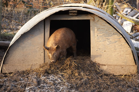 Tamworth pig coming out of sty