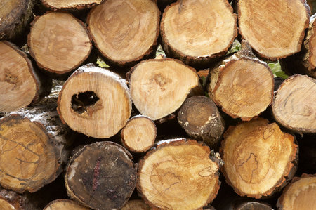 Pile of logs cut ready for use in a fire, some winter frost on the bark