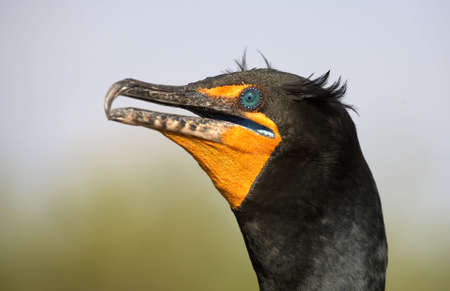 Double crested cormorant taken on the anhinga trail royal palm visitor center, everglades state national park, florida united states usa taken in march 2006の写真素材