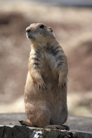 black tailed prairie marmot in twycross zoo leicestershire, england uk taken in july 2006