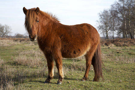 new forest pony bishops dyke near lyndhurst hampshire england uk taken in february 2007の写真素材