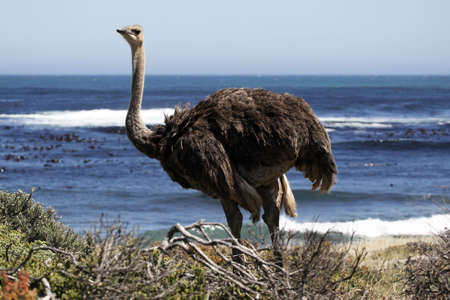 southern ostrich struthio camelus along the roadside at the cape of good hope part of the table mountain national park cape town western cape province south Africaの写真素材