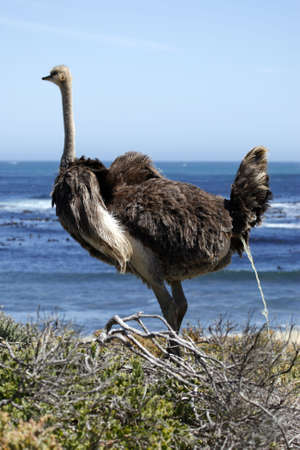 southern ostrich struthio camelus along the roadside at the cape of good hope part of the table mountain national park cape town western cape province south Africaの写真素材