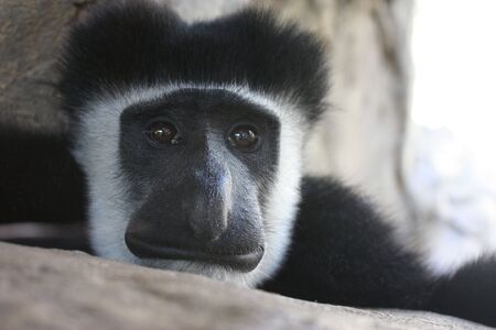 Monkeyの写真素材