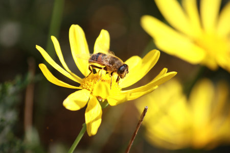 Bee on Flower