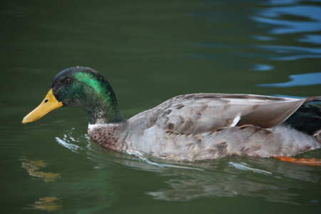 Ducksの写真素材