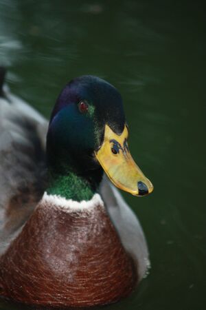 Duckの写真素材