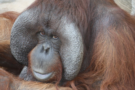 Orangutangの写真素材