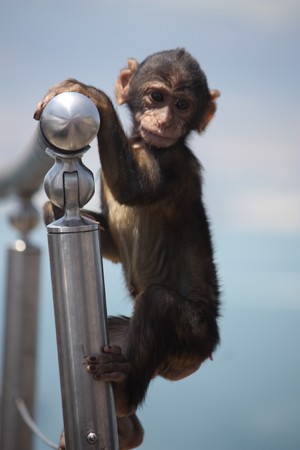 Baby Apeの写真素材