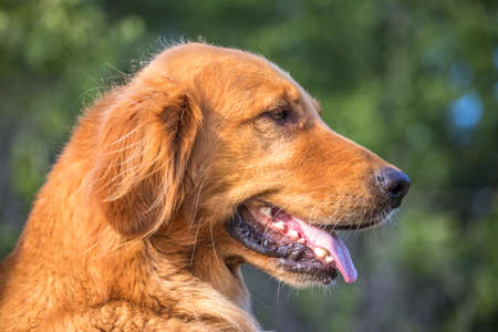Golden Retriever profileの写真素材