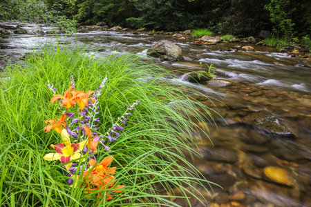 Wild Lillies