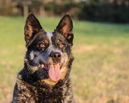 Queensland Heelerの写真素材