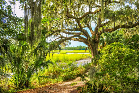 South Carolina Summerの写真素材