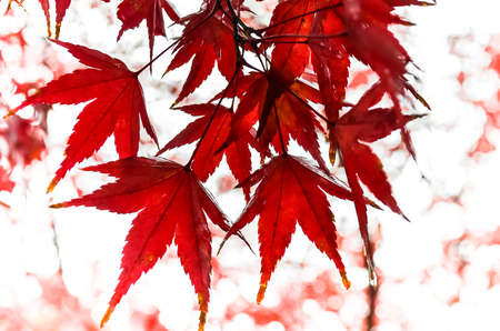 Wet Red Maple Leaves in Autumnの写真素材