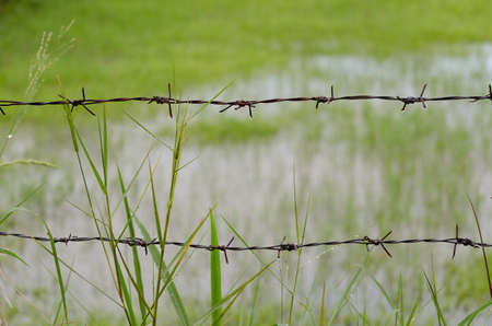 Rus Barb wire fence with overgrown grassの写真素材