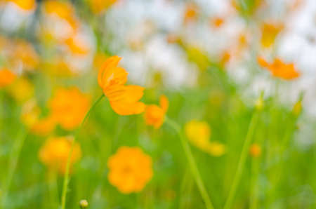 Blur Yellow Cosmos Flowers Backgroundの写真素材