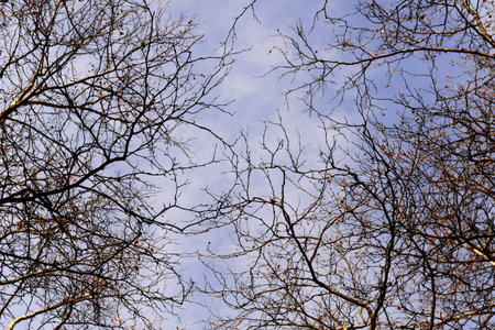 branch of bald trees in winter with blue sky