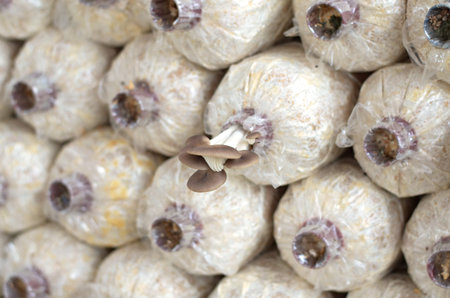 Close-up organic mushrooms farmの写真素材
