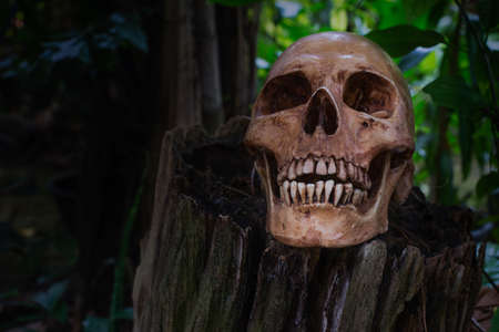 the skull on stump in the woodの写真素材