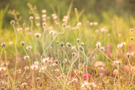 flower grass at relax morning time; blurred backgroundの写真素材