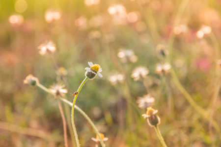 grass flower at relax morning time; blurred backgroundの写真素材