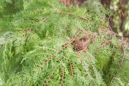 Bird nest on Chinese Arborvitae or Orientali Arborvitae branch; natural wildlife in forest.の写真素材