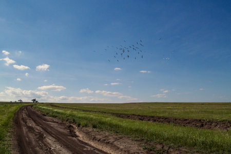 Grassland and car trace landscape photo. Beautiful nature scenery photography with flying birds on background. Idyllic scene. High quality picture for wallpaper, travel blog, magazine, articleの写真素材