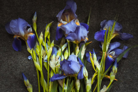 Close up withered irises concept photo. Wilted flowers lying on ground. Top view photography with blurred background. High quality picture for wallpaper, travel blog, magazine, articleの写真素材