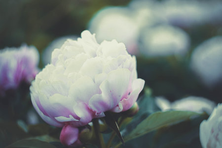 Close up blooming paeony concept photo. Flowering peony. Early summer plant. Front view photography with blurred background. High quality picture for wallpaper, travel blog, magazine, articleの写真素材