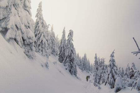 Hikers surrounded by towering pine trees landscape photo. Beautiful nature scenery photography with...