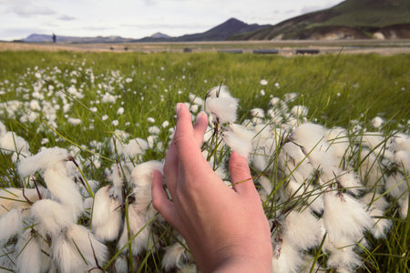 Close up woman touching cottongrass in field concept photo. First view hand photography with old mountains on background. High quality picture for wallpaper, travel blog, magazine, articleの写真素材