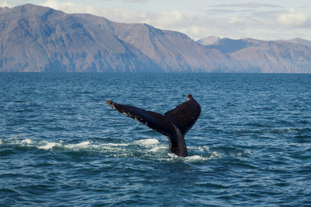 Tail of diving whale in sea landscape photo. Beautiful nature scenery photography with mountains on...